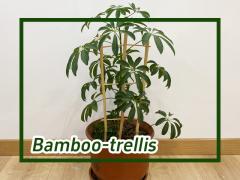 How To Use Bamboo Trellis for Climbing Plants U-shaped Bamboo Pole Garden Plant Support Stakes