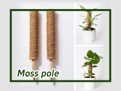 How to use Moss Pole for Climbing Plants Monstera?