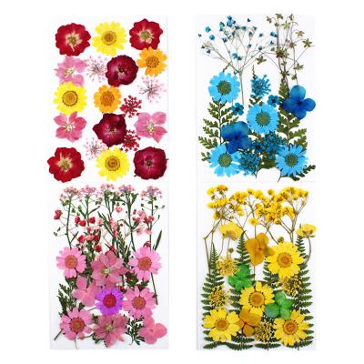 China Wedding Decoration DIY High Quality Natural Colorful Real Dry Pressed Flowers for sale