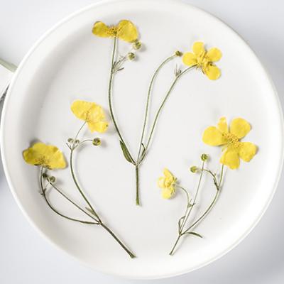 China DIY Decoration for Nail Art Candles Greeting Cards Natural Buttercup Flower Landmark Greeting Card Aromatherapy Candle Nail Art DIY Decoration and for sale