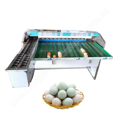 China Máquina de clasificación de huevos de pato, clasificadora de peso de huevos, clasificadora y limpiadora de huevos en venta