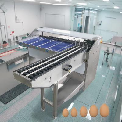 China Digital Egg Sorter Wash And Egg Sorter Machine Stainless Steel Egg Sorting And Grading Machine for sale