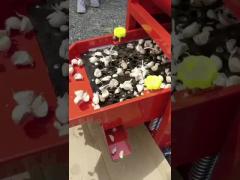 Garlic Separating Machine