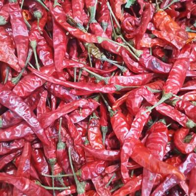 China Dry chilli by 819 sec for sale