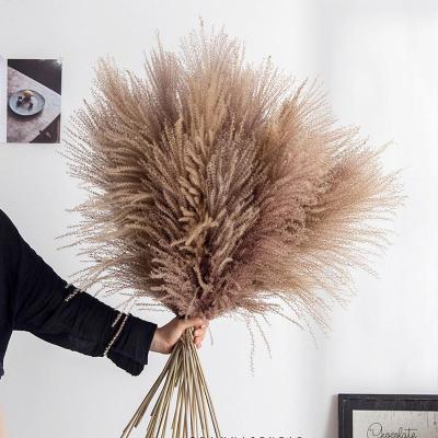 China Durable Fluffy Natural Plant Dried Reed Flower Lagurus Ovatus Horsetail Drummer Pampas Grass For Layouts for sale