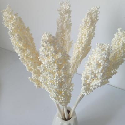 China Natural Touch Decorative Flower Arrangement Real Natural Dry Broom Corn Dried Grains Pulverize Bleached Sorghum for sale