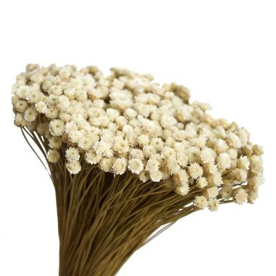 China Natural Mini Bunch Bouquet Dried Flowers Home Interior Natural Touch Wholesale 30 Stems Glixiajazilda Stems Happy Flower for sale