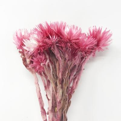 China Wholesale Natural Touch NASTURCES Bouquet Anemone Drynaria Dried Mini Silver Everlasting Decorative Daisy in Pink for sale