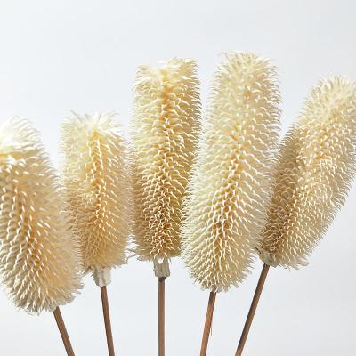 China Boho Natural Layout Touch Floral Design Dried Natural Banksia Dipsacus Branches Preserved Plant Head Bottle Brush Flowers for sale