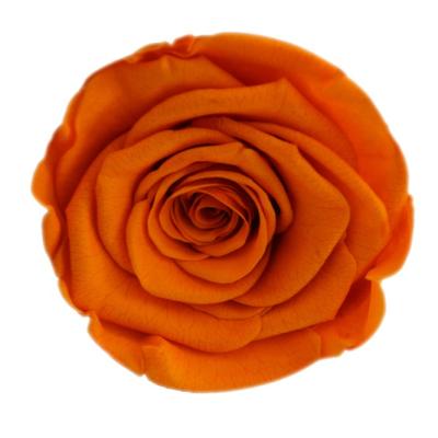 China Celebration India Rose Flower Birthday Gift Point 2-3cm Preserved Rose Flowers Head Made In Porcelain for sale