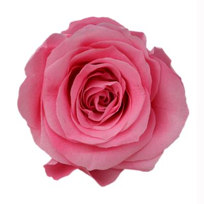 China Celebration Factory Supply Foam Eternal Roses Natural Pink Flowers Preserved Forever Rose Head for sale