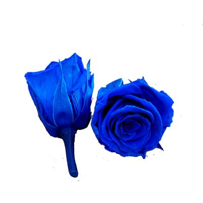 China DIY to Wedding & wholesale preserved bright blue roses home decoration roses head of eternal flowers for sale