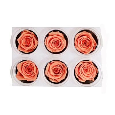 China Hot Selling Celebration 5-6cm Fresh Peach Roses Rose Preserved Flowers For Wedding Decoration for sale