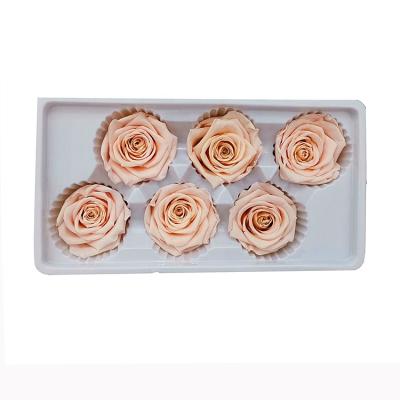 China Making Gift Box China Suppliers Real Fresh Preserved Decoration Rose Champagne Color Longlife Natural Fresh Rose for sale