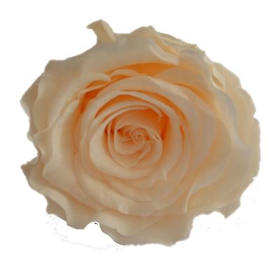 China Celebration Wedding Decoration Flower 6-7cm Preserved Eternal Durable White Rose Head Artificial Rose Head for sale