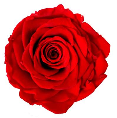 China 2021 Mother's Day Valentine Gifts A Grade 7-8 Cm Dark Red Color Preserved Eternity Roses Flowers for sale