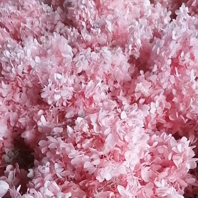 China Mother's Day Hydrangeas Wholesale Flowers Cheap Real Flower Artificial Wedding Preserved Hydrangea Flower Others Wedding Decorations for sale