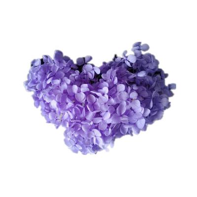 China Natural Touch Preserved Hydrangea Real Fresh Touch Preserved Hydrangea Beautiful To Wedding Material for sale