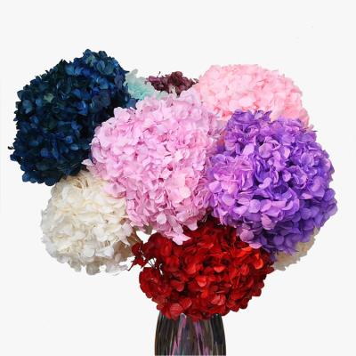 China Wholesale Natural Touch Hydrangea Flowers Real Touch Hydrangea For Household Decorative Flower Arrangement for sale