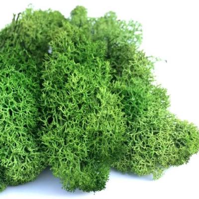 China Natural Contact Wholesale Preserved Moss Decor 500g High Quality Decor Preserved Moss Wall Decor for sale