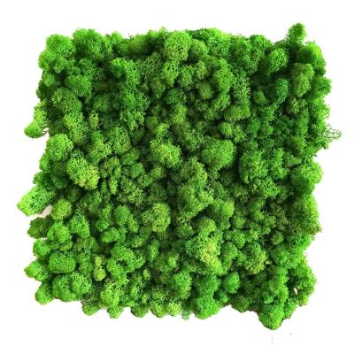 China Wholesale Green Artificia Moss For Wall Preserved Natural Contact Moss for sale