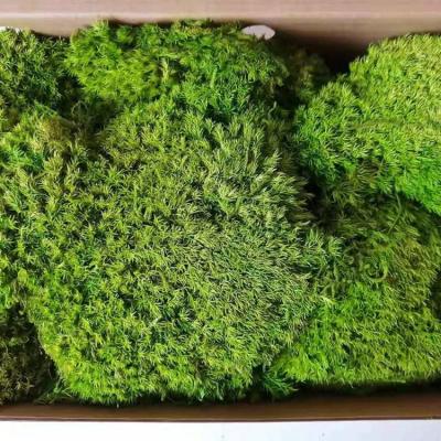 China Home Office Decor China Factory High Quality Preserved Moss For Wall Decor Home Polish Decor Preserved Moss for sale