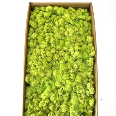 China Wholesale 500G Environmental Friendly Moss Use To Make Stabilize Long Life Preserved Moss Decoration Preserved Wall Moss for sale