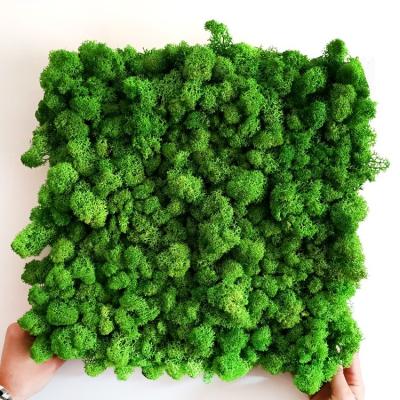 China Preserved Reindeer Moss Wall Decoration DIY Architectural Natural Moss Wall Panel for sale