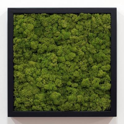 China Best 30*30cm Eco - Friendly Wholesale Grade Preserved Reindeer Moss For Wall Decoration for sale