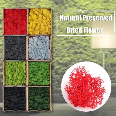 China Wholesale Top Quality Eco - Friendly Kunming A Grade Preserved Moss For Wall Decor for sale