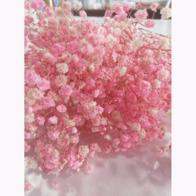 China Flower Arrangement Home Decoration Dried Flower Arrangement Preserved Babysbreath Gypsophila Gypsophila Preserved for sale