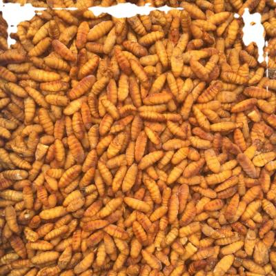 China New season Frozen silkworm powder yellow color for sale