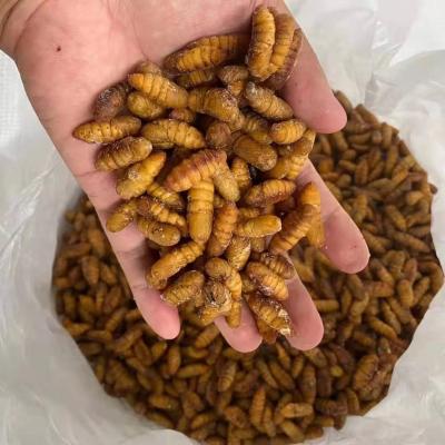 China Frozen silkworm eggs Golden yellow color for sale