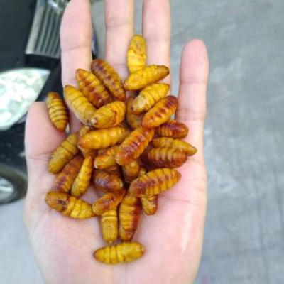 China Frozen silkworm pupae New season Frozen silkworm powder yellow color for sale