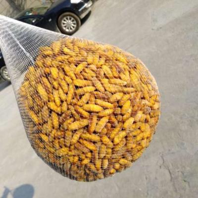 China Frozen silkworm New season Frozen silkworm powder yellow color for sale