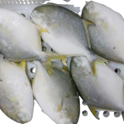 China Frozen Golden Pomfret premium quality for sale