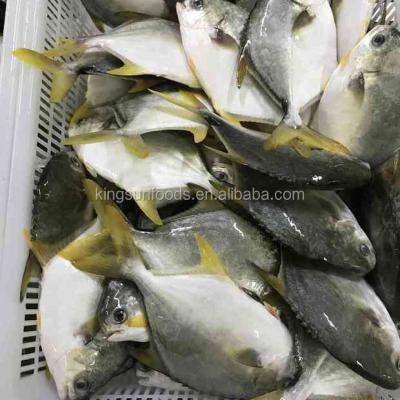 China Hot sale seafood pomfret Frozen Golden Pomfret Whole Round Pompano for sale