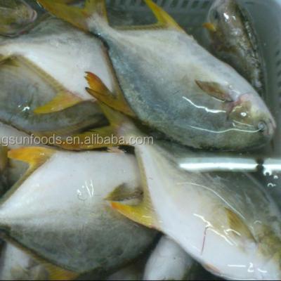 China Good taste seafood pomfret Frozen Golden Pomfret Whole Round Pompano for sale