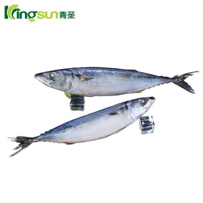 China Pacific Mackerel Wholesaler Frozen Fish Mackerel for sale