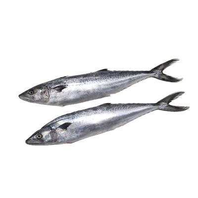 China Chinese Supply Frozen Spanish Mackerel Whole Round for sale