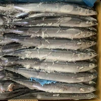 China Sea frozen Pacific Saury fish for sale