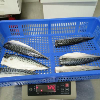 China New Season Good Price Premium Quality Frozen Atlantic Mackerel Fillet in Mackerel for sale