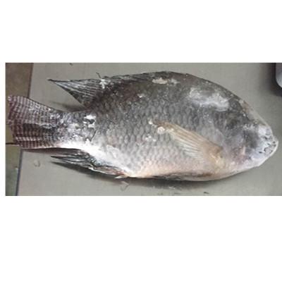 China 2021New Season Good Sale Frozen Whole Round Tilapia Fish for sale