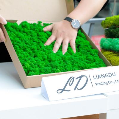 China Wholesale Eco - Friendly Stabilize Reindeer Moss Wall Art Moss Panel Decorations Preserved Moss for sale