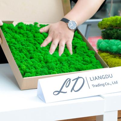 China Hot Selling Preserved Green Eco-friendly Moss For Plant Wall Decoration made by high quality moss for sale