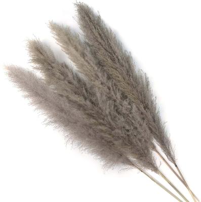 China 2021 Best Popular Dried Flowers Eco-friendly Minimalism Style Europe Dried Small Reed For Sale for sale