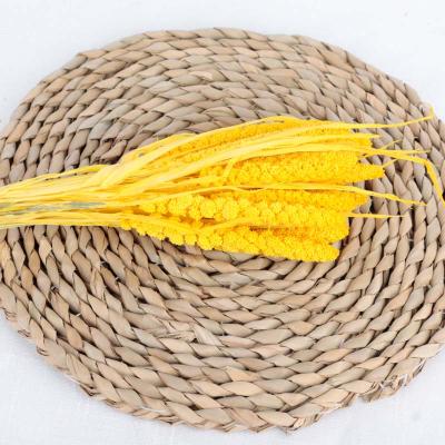 China Newly Eco-friendly Festival Decoration Yunnan Natural Dried Flowers Millet For Decorative Restaurant for sale