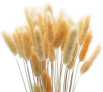 China Fashional gift 2021 new product dried wheat flowers and bunny tail grass for home decoration for sale