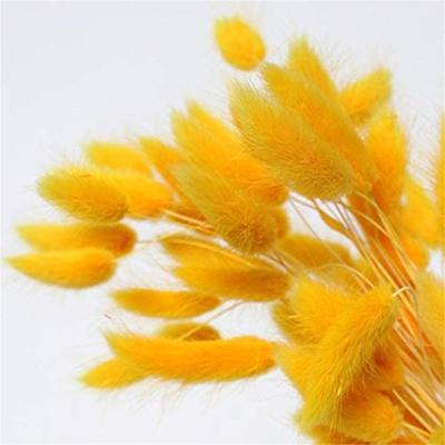 China Amazon Hot 50 Pcs Eco-friendly Dry Rabbit Tail Grass Fox Tail Grass Lagurus Ovatus Flower for sale