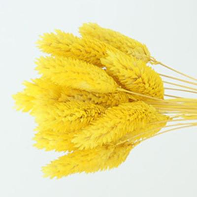 China Beautiful Hot Sale Colorful Gem Grass Beauty Herbal Flowers Dry High Quality For Wedding Decoration for sale